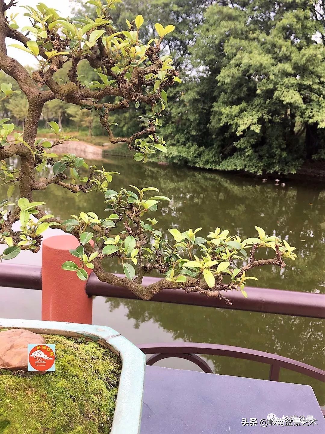 文人杂木盆景精品欣赏,可以做盆景的杂木图片大全