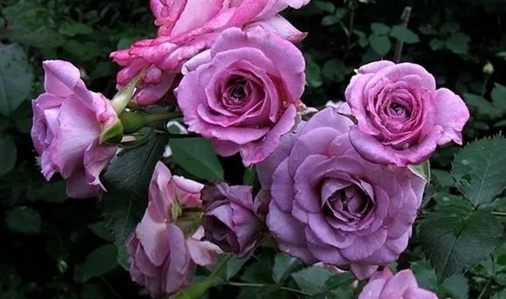 100种月季品种大全集,适合地栽的蓝紫色月季有哪些