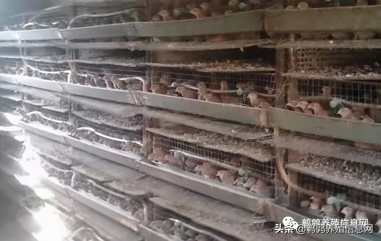 家庭观赏鹌鹑饲养图片,刚刚出壳鹌鹑怎么饲养