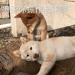 沙雕表情包动态,沙雕表情包熊猫头素材
