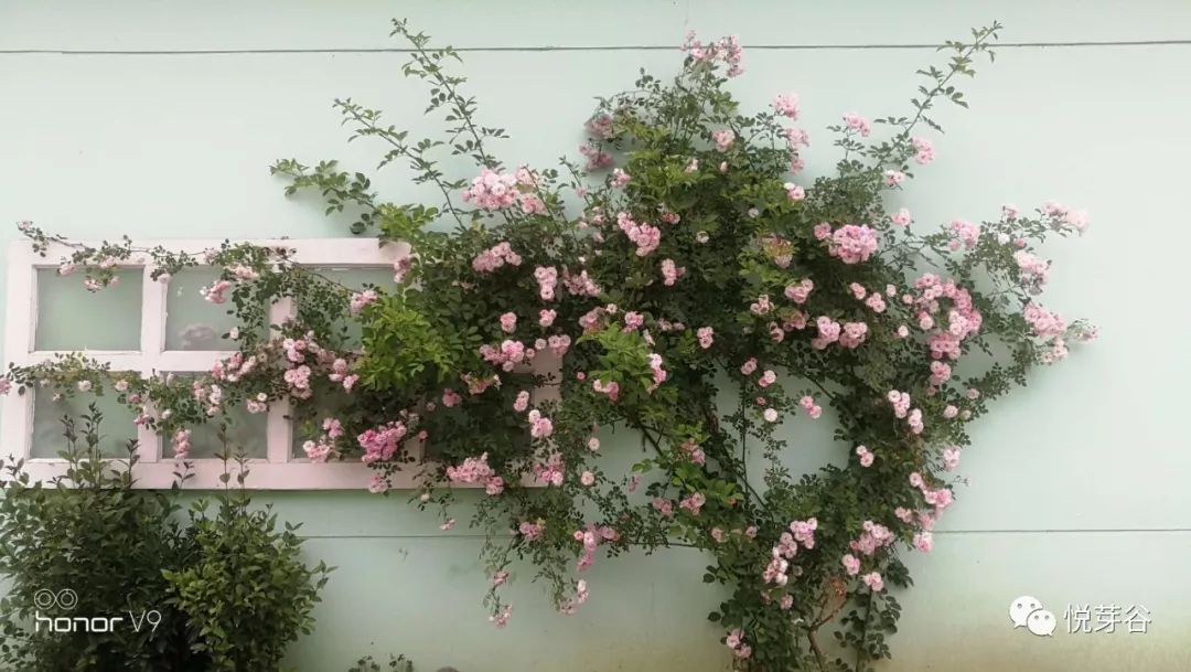 春末夏初,美美的三炫等你来