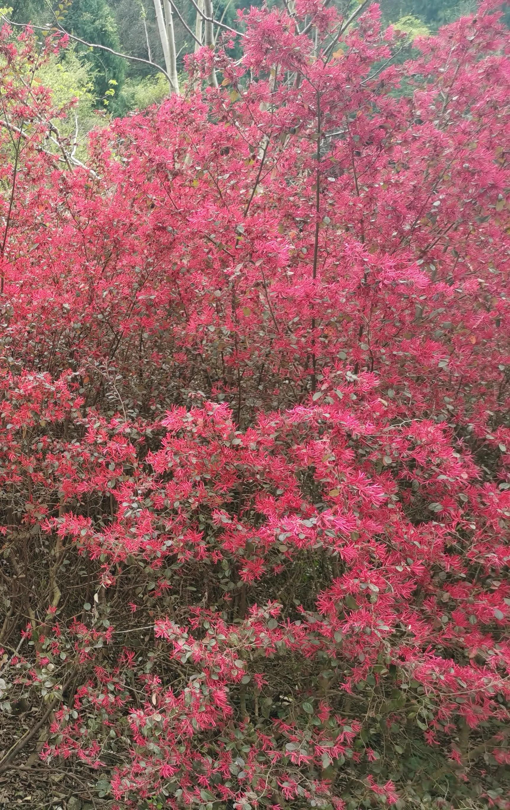 红花檵木和白色檵木区别,红花檵木苗价格