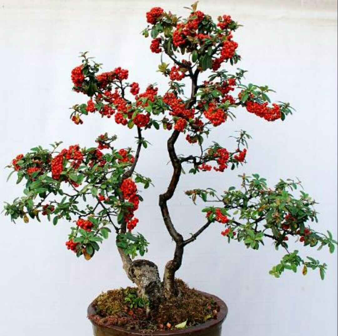 野外火棘盆景如何修根,火棘盆景粗扎细剪的造型方法图片