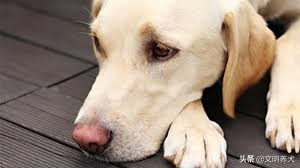 如何预防狗狗一夏天身上不生蜱虫,狗狗有必要预防心丝虫吗