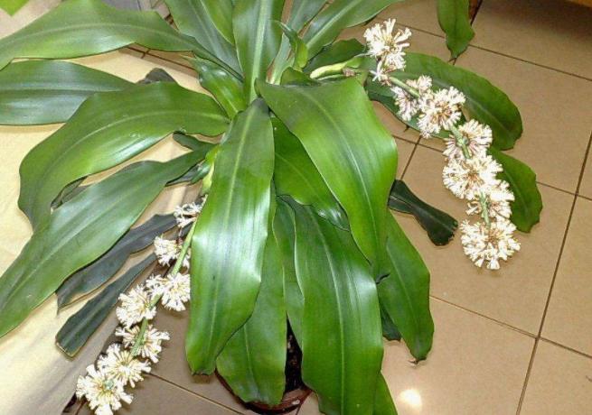 乔迁新居的植物推荐有哪些,乔迁新居购买什么植物好