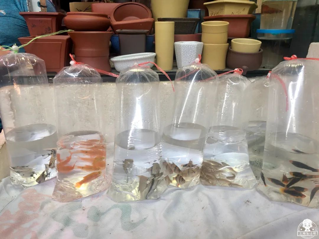 涓婃捣榛勬郸鍖轰竾鍟嗚姳楦熷競鍦鸿繕鍦ㄥ悧,涓婃捣涓囧晢鑺遍笩甯傚満鏂板潃鍦ㄤ粈涔堣矾