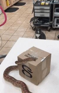 你根本不知道，养只猫有多幸福！