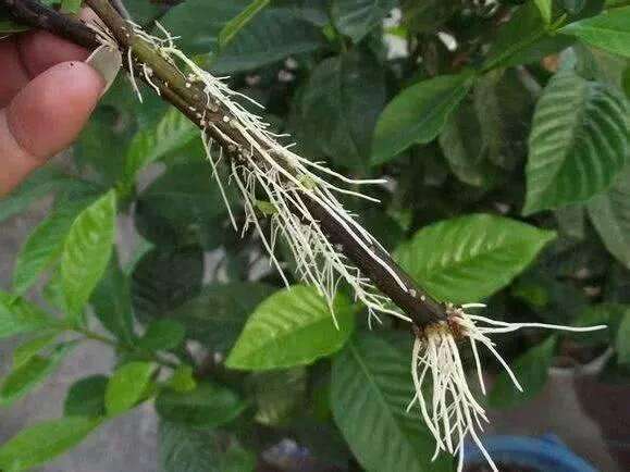 养花万能营养液2500,养花万能生根水