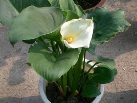 马蹄莲是否有毒呢能养在家里吗,室内养殖马蹄莲有毒吗