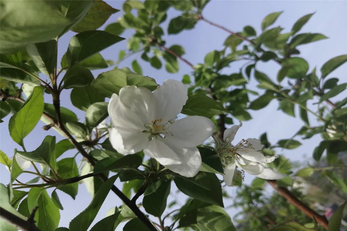 故事:九尾狐大雄异地恋,过程一波三折,结局很感人,情比金坚