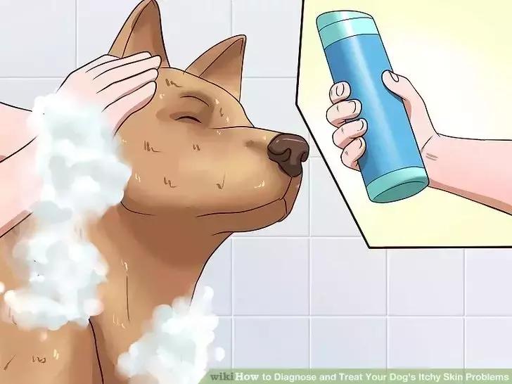 狗狗两腿内侧突然起红疹,狗狗身上起红疹用什么药