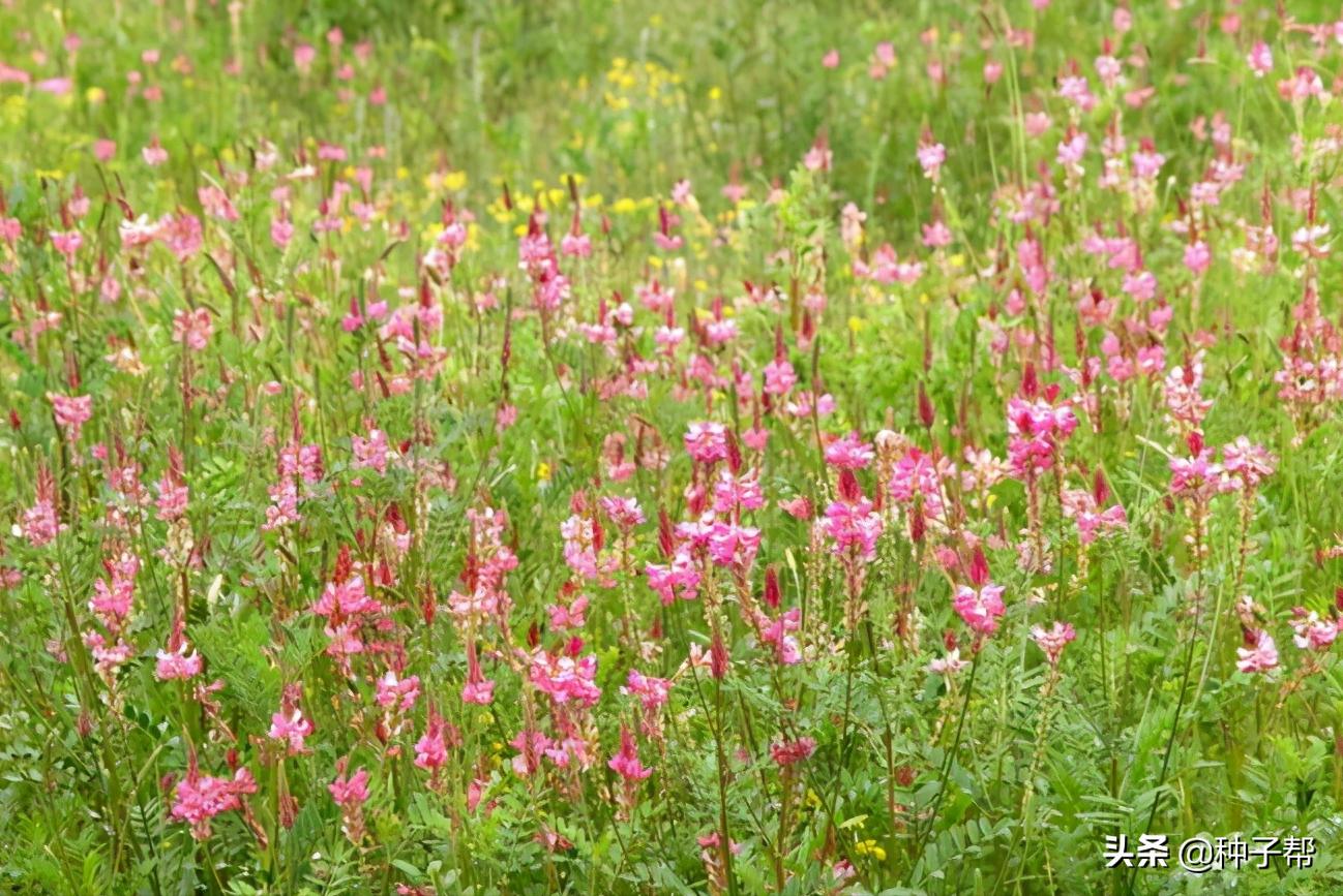 驴食草,驴喜欢吃哪些高产牧草
