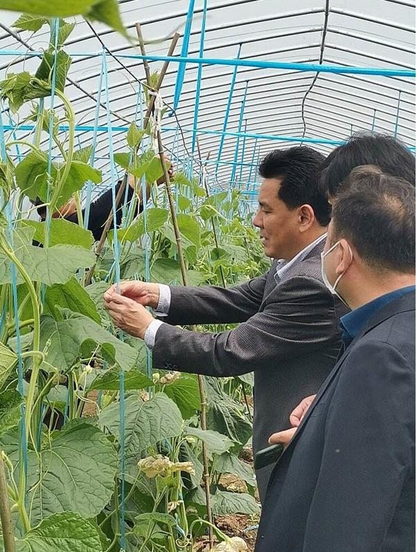 舒城：“苏方明这一轮蔬菜长势怎样”，牵动县领导赵强的心