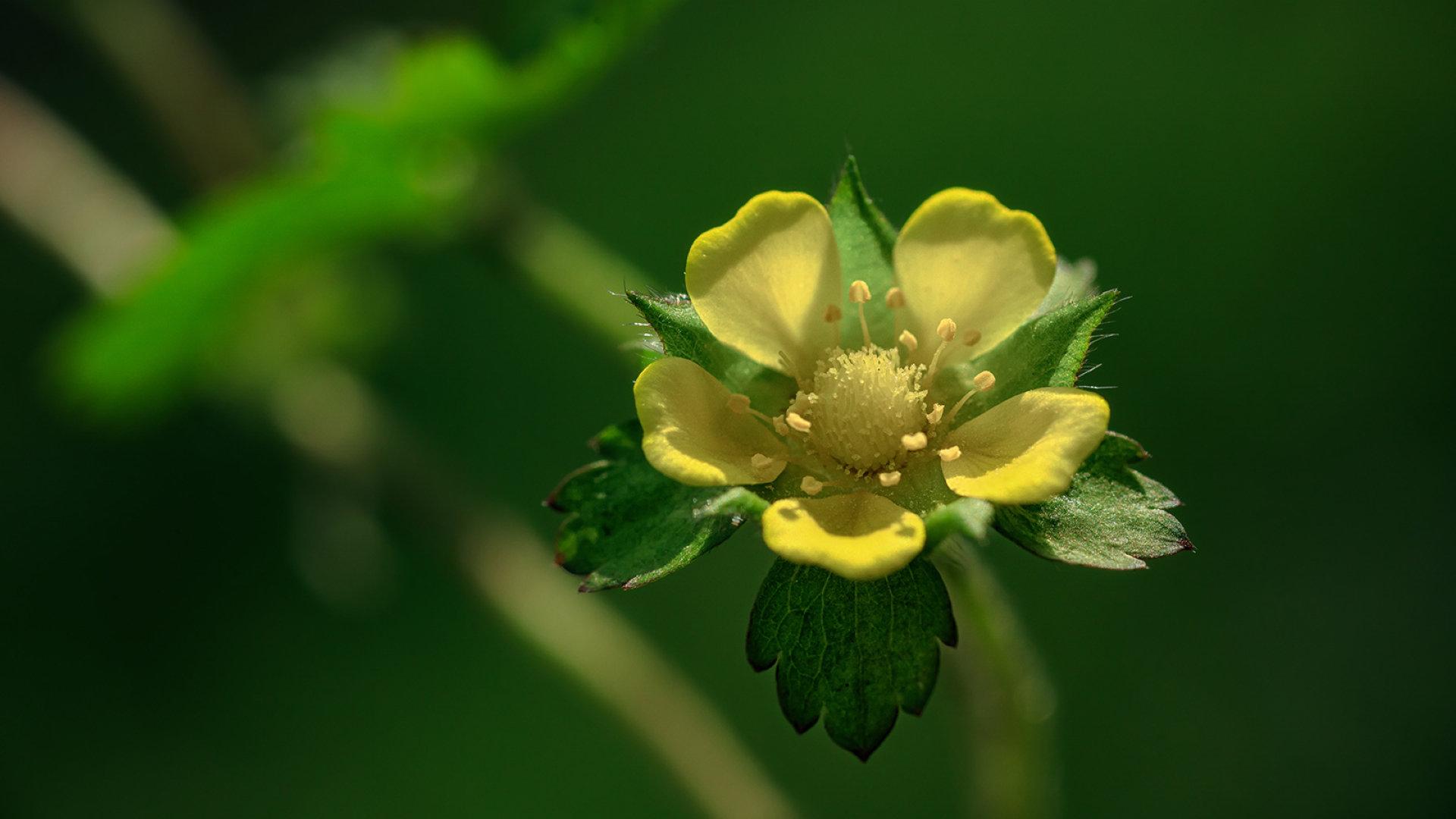 蛇莓几月熟,六月有蛇莓吗