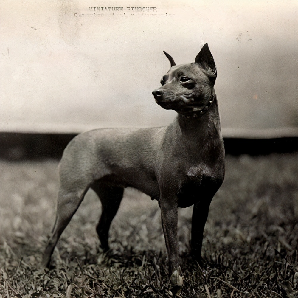 不断尾不立耳的迷你杜宾犬,迷你杜宾犬起源和介绍