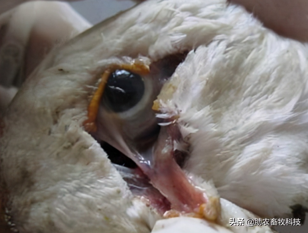 鹅肠道病的症状与治疗,快速判断鹅病的四种方法