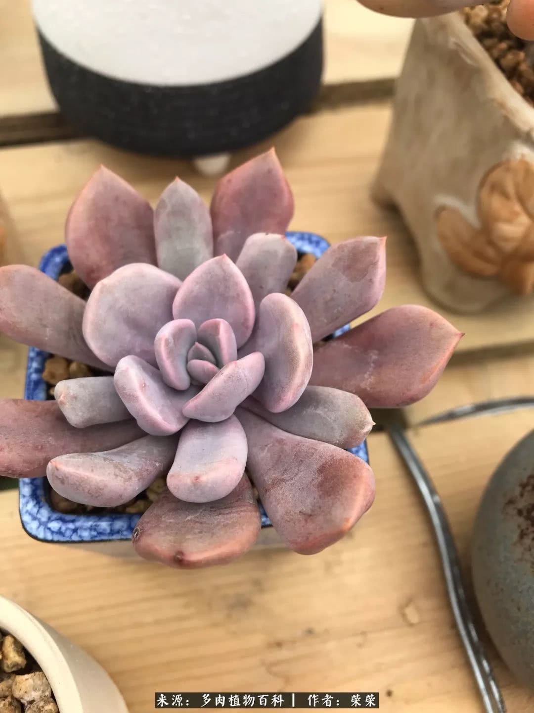 我在包邮区养肉，附多肉越冬度夏养护建议！