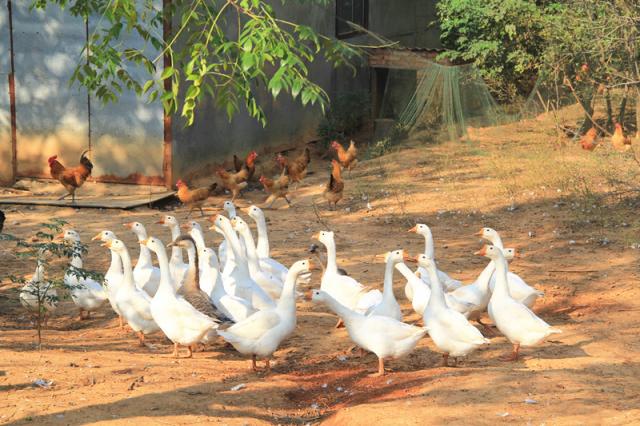 巨蟒怕什么,巨蟒最怕什么东西