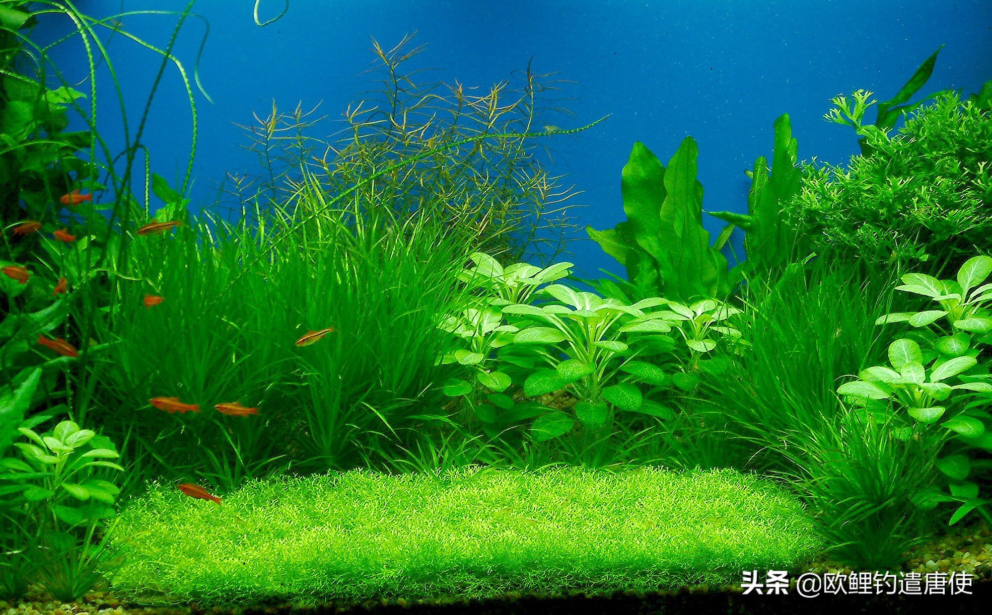 话说欧鲤钓组全集,欧鲤钓组可以钓哪些鱼