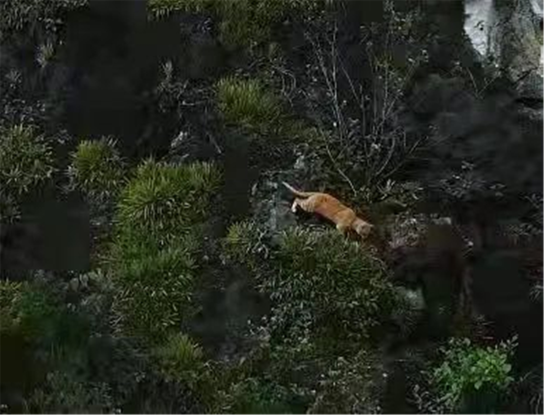 广西那标石山发现山彪,下山捕食村民养的鸡,还敢对小水牛下手