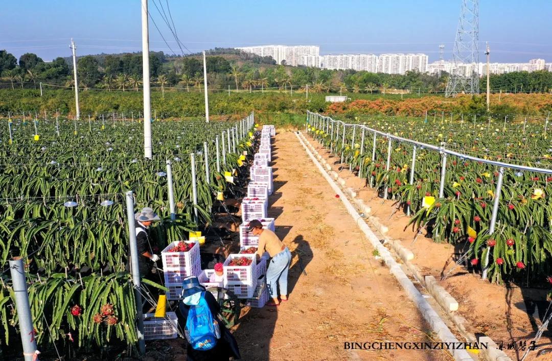 附近的火龙果采摘园海南,海南火龙果采摘