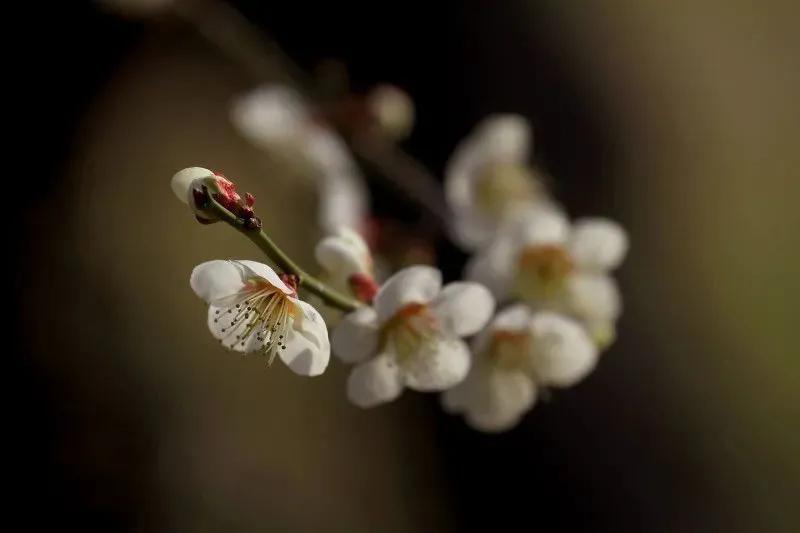 拍梅花技术的技巧和方法,拍梅花的最佳方法
