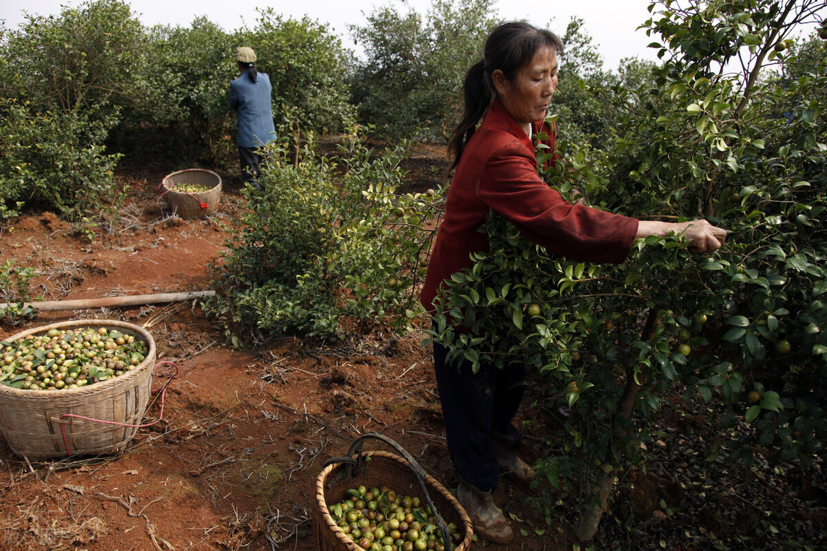 常宁茶油叫什么茶油,广西茶油同常宁茶油哪个好