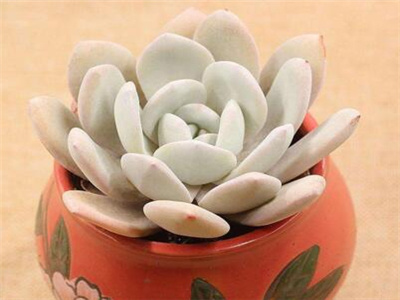 雪莲多肉怎么养护,多肉雪莲怎么养护