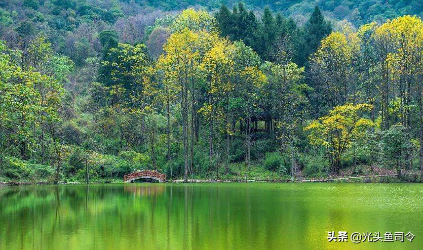 短短30年,从街边美食,到臭名昭著,埃及塘虱鱼经历了什么?