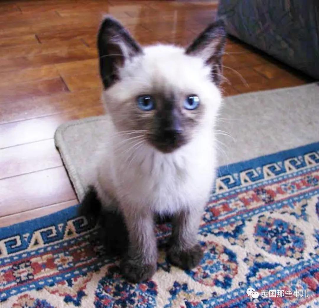 养暹罗等于养好几种猫,重庆暹罗猫变黑了还能白回来吗