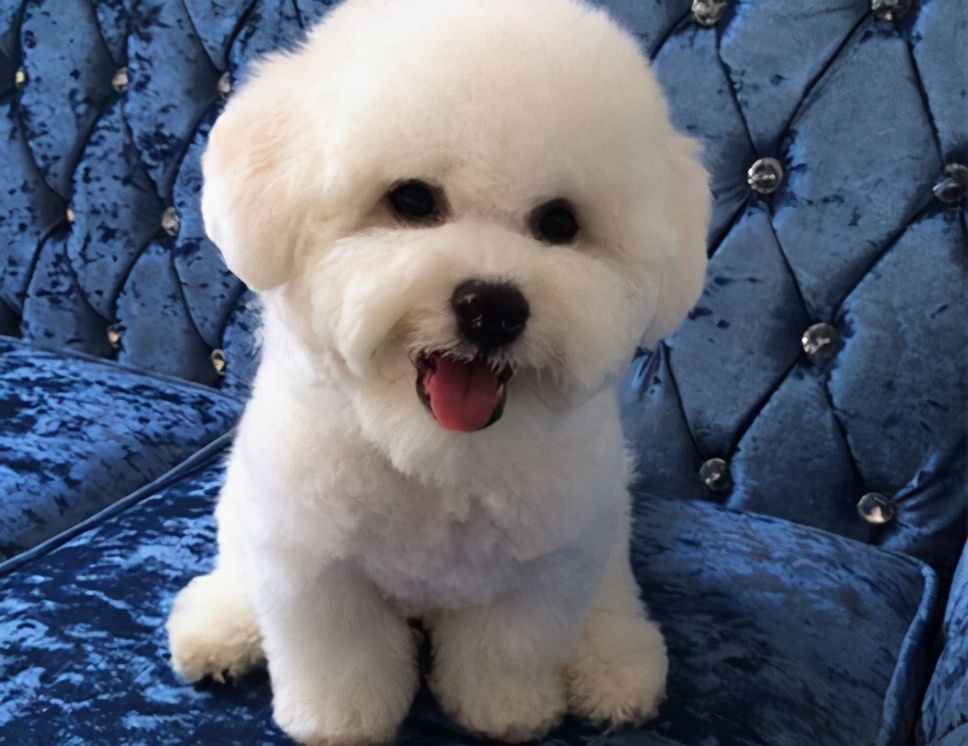 为什么不建议新手养大型犬,为什么新手不建议养大型犬