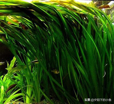 不用水草灯不用二氧化碳,无需炭也能养好的水草