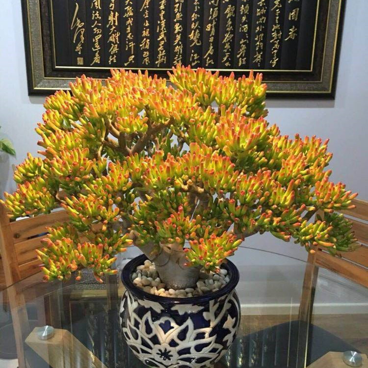 养什么花老桩值钱,这些花养成老桩就值钱了