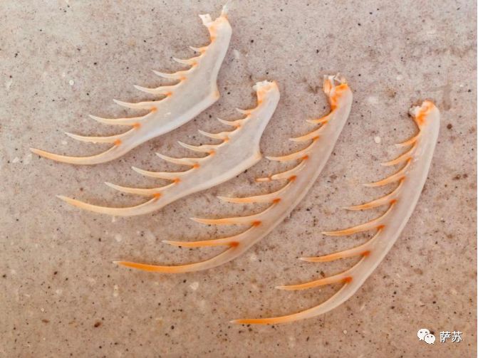 两只虾做三道菜,两只虾做三道菜一汤