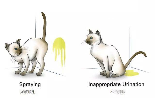 猫咪随地大小便还呕吐是什么原因,猫咪突然随地大小便是怎么回事