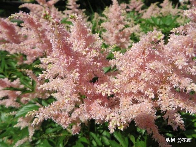 耐阴开花绿植地栽,喜阴好养活的颜色鲜艳的绿植