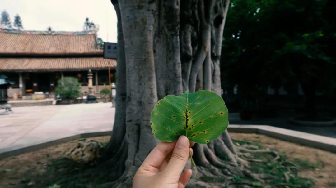 秋天的第一本书《爱如禅你如佛》情僧苏曼殊的红尘游历