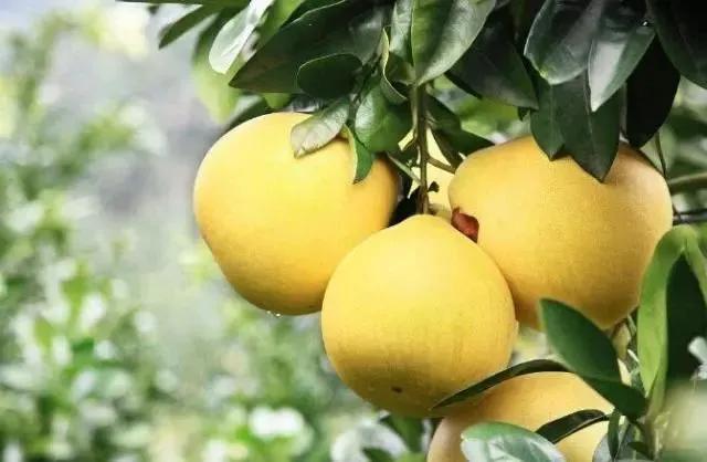 热带水果王国攀枝花,攀枝花一年四季有哪些水果
