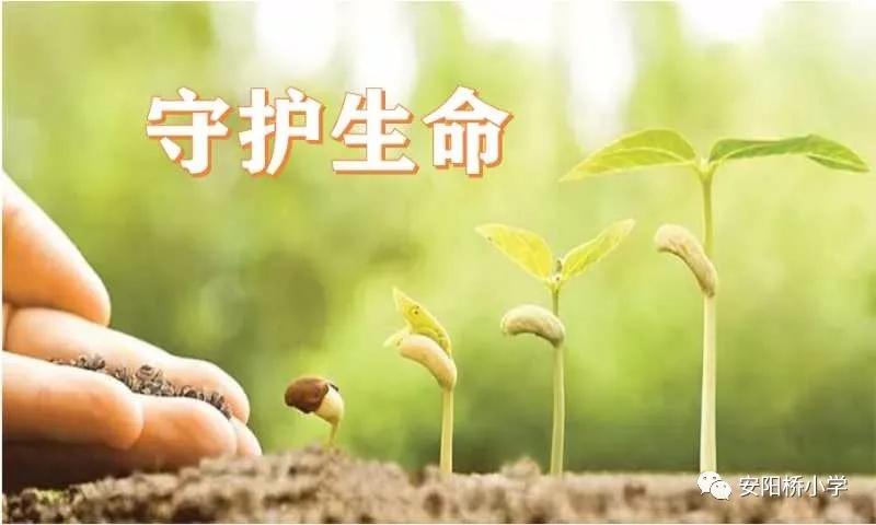 安阳桥小学:佳句越古今,往飞娃娃家