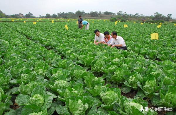 全市唯一！射阳的这个村不简单，再次入选“国字号”名单