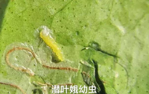 樱桃黄叶病的原因及治疗处理方法,甜樱桃褐腐病防治技术