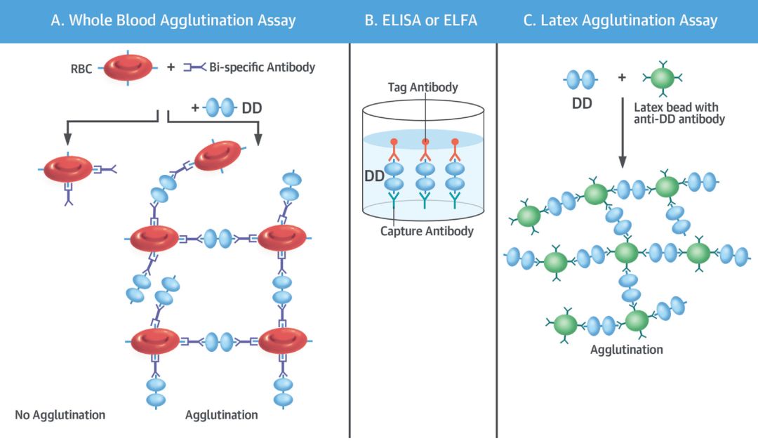 有关d二聚体的知识,关于d二聚体升高的一些解读
