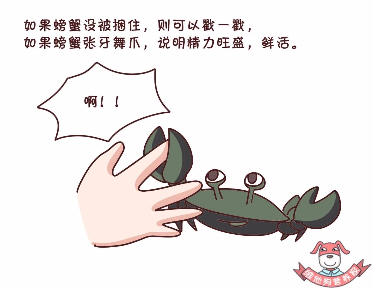 蟹黄蟹膏是什么蟹,河蟹蟹黄蟹膏是什么样的