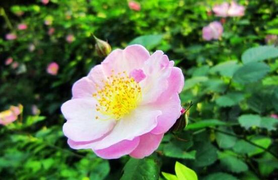 爬藤蔷薇花的扦插养殖方法,爬藤蔷薇花的盆栽养殖方法视频