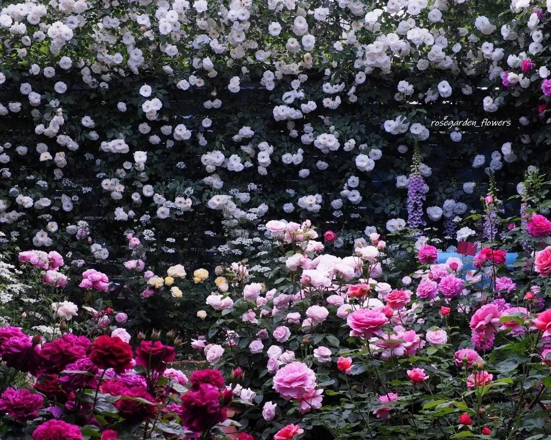 太毒了！“别人家”的月季花园，美到让人窒息