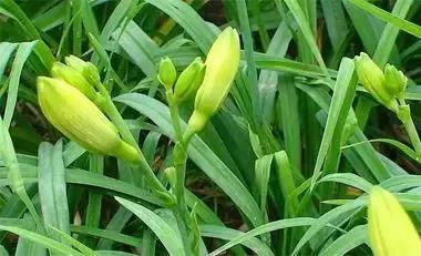 一种野菜治一种病，还能养颜瘦下10斤！为了家人，赶紧收藏！