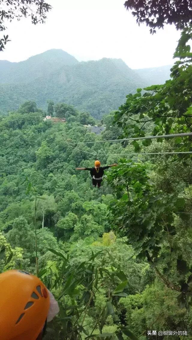 泰北玫瑰的英文,泰北玫瑰图片