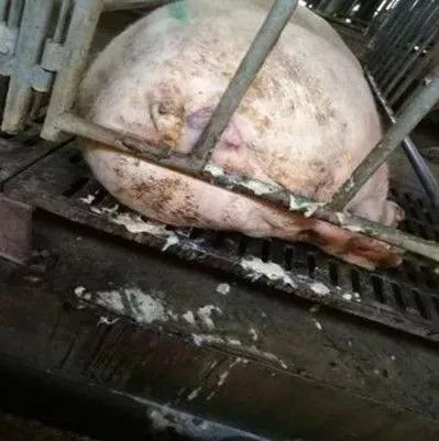 母猪不发情,原因竟然出现在这!你注意过吗?