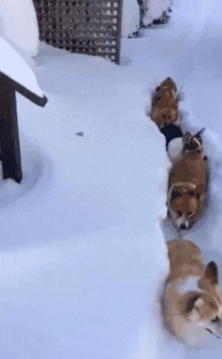 灏忕煭鑵挎煰鍩烘悶绗戣棰戝ぇ鍚堥泦,鍙埍鐨勫皬鐭吙鏌熀鐙楃嫍