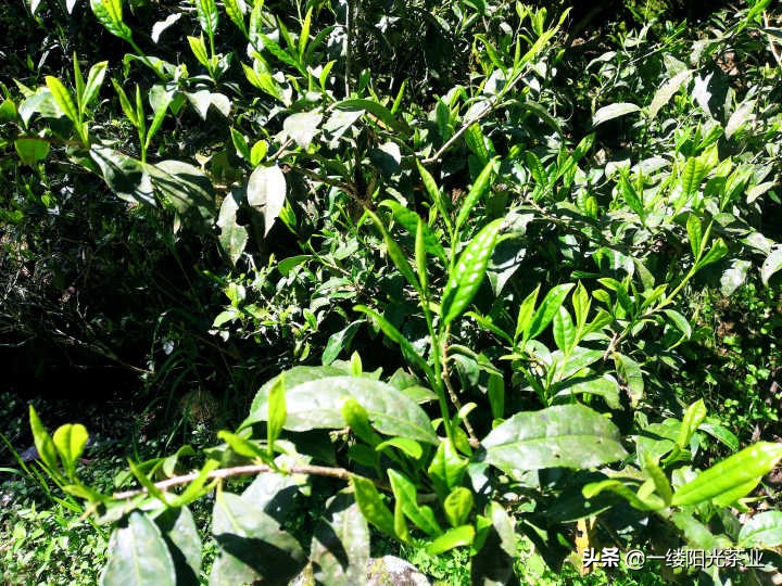 300块一斤包邮的茶叶和大几千上万的茶叶有区别么？